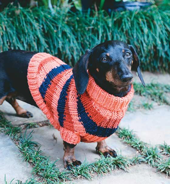 Knit a coat for your best friend
