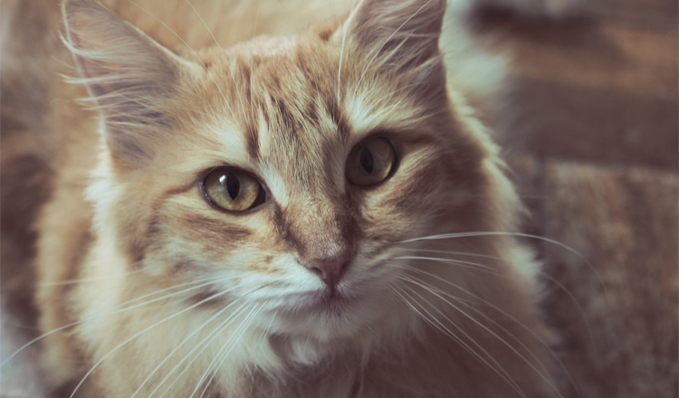Is katte meesterlike manipuleerders?