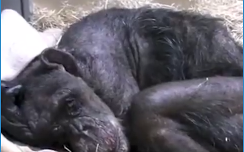 VIDEO: Die pragtige oomblik toe ’n sjimpansee die man herken wat vir haar gesorg het