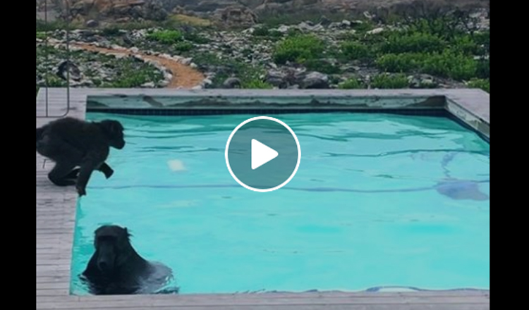 VIDEO: Kyk hoe geniet dié twee bobbejane ’n swembad!
